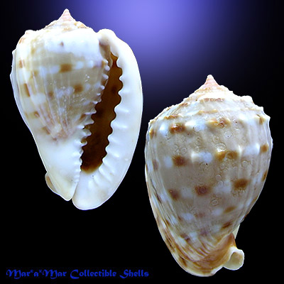 Cassis tesselata (Gmelin, 1791)