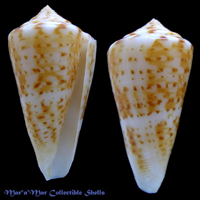 Conus cf. clerii Reeve, 1844