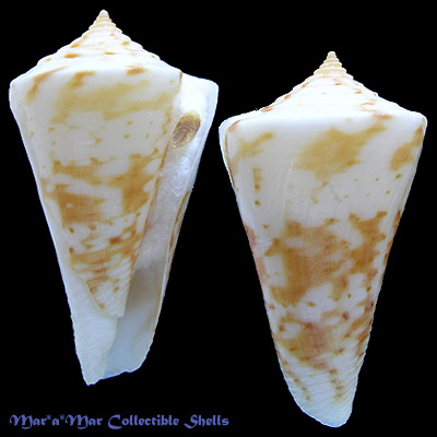Conus cf. carcellesi Martins, 1945