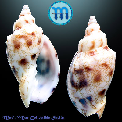 Odontocymbiola americana (Reeve, 1846)