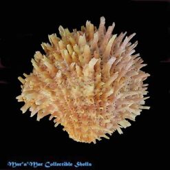 Arcinella brasiliana (Nicol, 1953)*