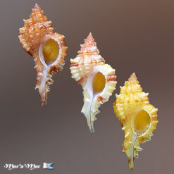 Siratus coltrorum E. Vokes, 1991