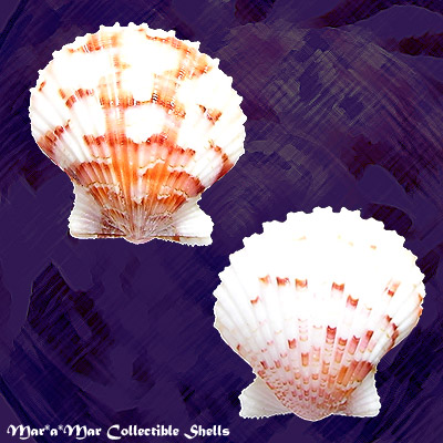 Argopecten noronhensis (E. A. Smith, 1885)