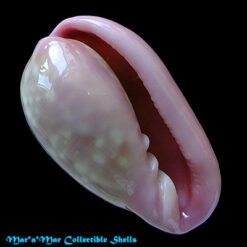 Bullata guerrinii Souza & Covert, 2001