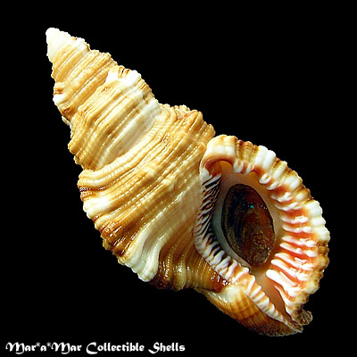 Cymatium martinianum Orbigny, 1845