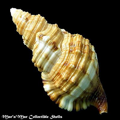 Cymatium martinianum Orbigny, 1845 - Imagem 2