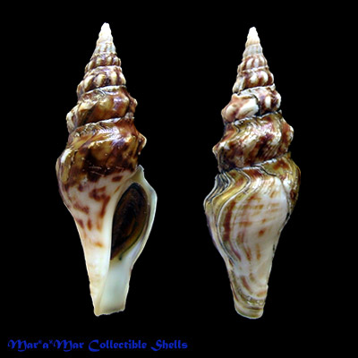 Tiariturris spectabilis Berry, 1958