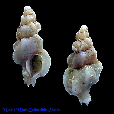 Aspella castor Radwin, G.E. & A. d’ Attilio, 1976