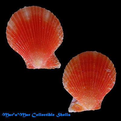 Chlamys benedictii (Verril & Bush, 1897)