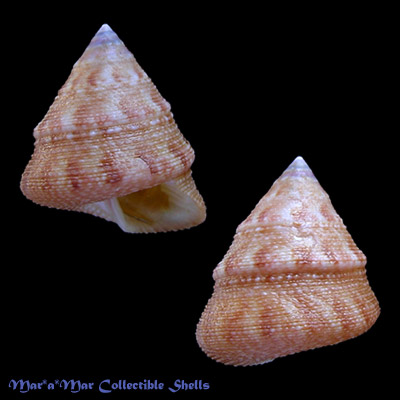 Calliostoma cf. hassler Clench & Aguayo, 1939