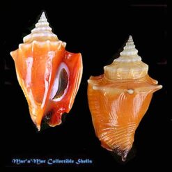 Strombus pugilis Linnaeus, 1758*