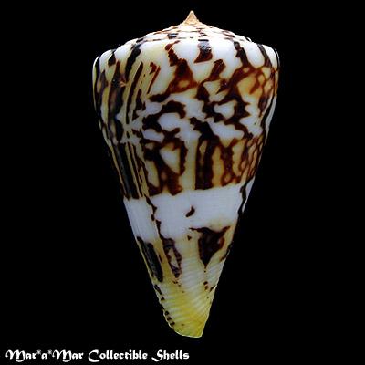 Conus centurio Born, 1778 - Imagem 2