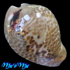 Alternative view of Cypraea mus donmoorei Sowerby, 1870