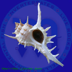 Chicoreus formosus (Sowerby, 1841)