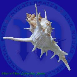 Chicoreus formosus (Sowerby, 1841) - Imagem 2