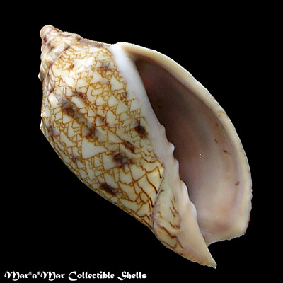 Odontocymbiola saotomensis Calvo & Coltro, 1997