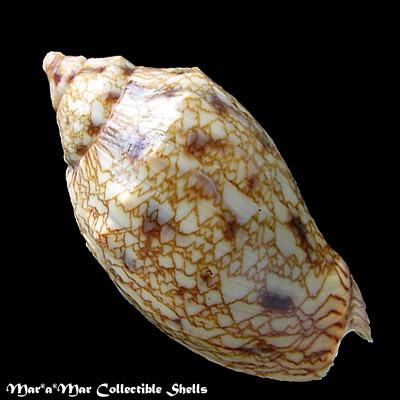 Odontocymbiola saotomensis Calvo & Coltro, 1997 - Imagem 2
