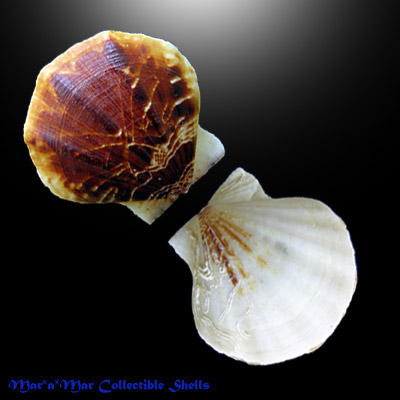 Flexopecten glaber proteus (Dillwyn, 1817)