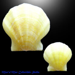 Flexopecten glaber proteus (Dillwyn, 1817)