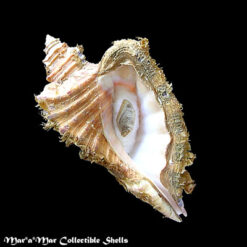 Cymatium raderi D´Attilio & Meyers, 1984