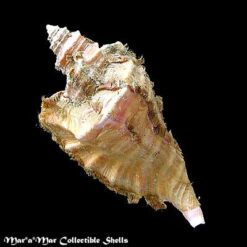 Cymatium raderi D´Attilio & Meyers, 1984 - Imagem 2
