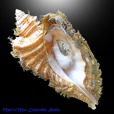 Cymatium raderi D´Attilio & Meyers, 1984