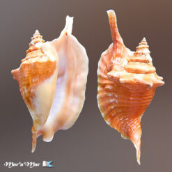 Strombus gallus Linnaeus, 1758