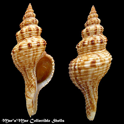 Fusinus sp.