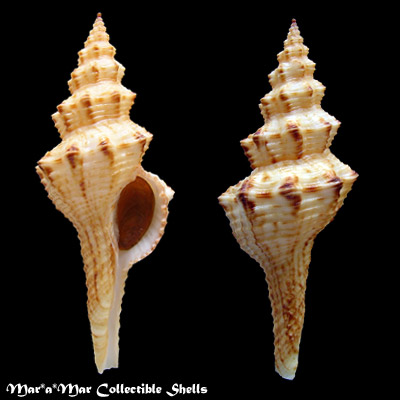 Goniofusus brasiliensis (Grabau, 1904)