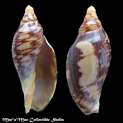 Zidona dufresneyi (Donovam, 1823)