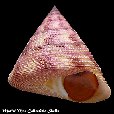 Calliostoma vinosum Quinn, 1992