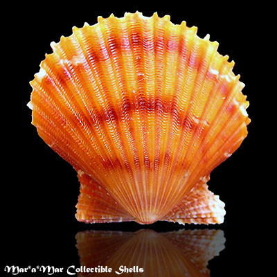 Argopecten noronhensis (E. A. Smith, 1885)