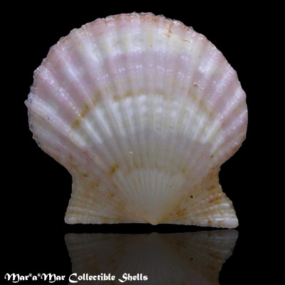 Leptopecten bavayi Dautzemberg, 1927