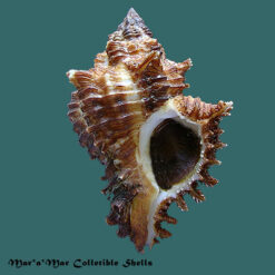 Chicoreus megacerus (Sowerby, 1834)
