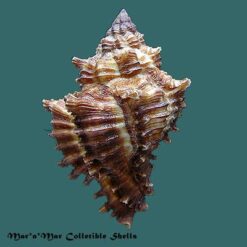 Chicoreus megacerus (Sowerby, 1834) - Imagem 2
