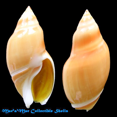 Ancilla glabrata (L., 1758)