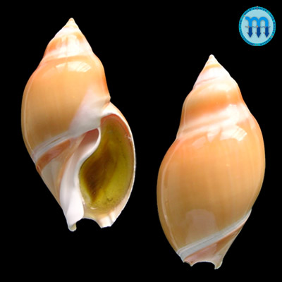 Ancilla glabrata (L., 1758)