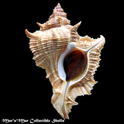 Chicoreus senegalensis (Gmelin, 1790)