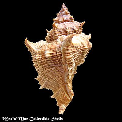 Chicoreus senegalensis (Gmelin, 1790) - Imagem 2