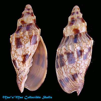 Odontocymbiola macaensis Calvo & Coltro, 1997