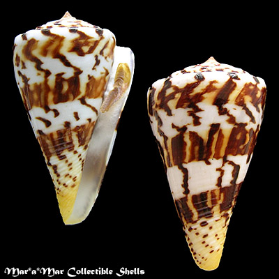 Conus centurio Born, 1778