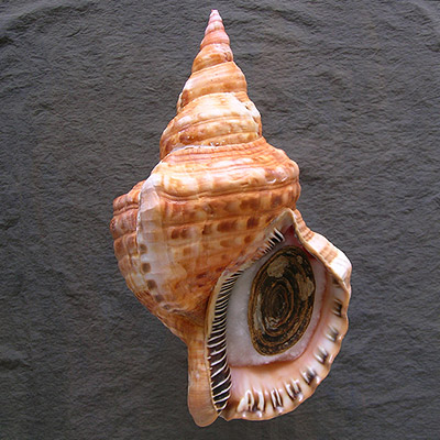 Charonia variegata (Lamarck, 1816)