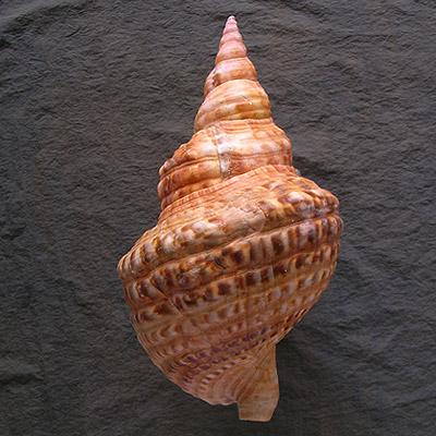 Charonia variegata (Lamarck, 1816) - Image 2