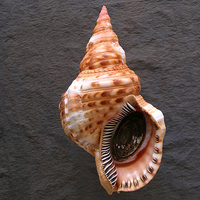 Charonia variegata (Lamarck, 1816)