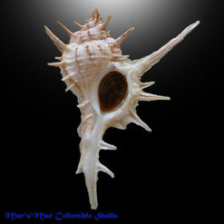 Siratus formosus (Sowerby, 1841)