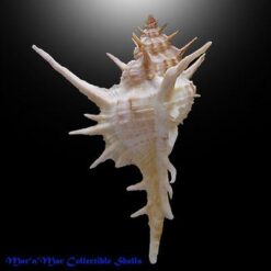 Alternative view of Siratus formosus (Sowerby, 1841)