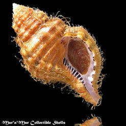 Monoplex parthenopeus (Salis Marschlins, 1793)