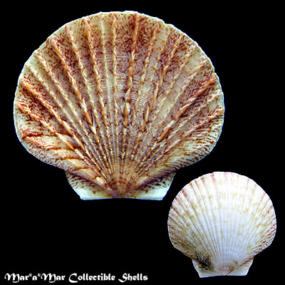 Euvola chazaliei (Dautzenberg, 1909)