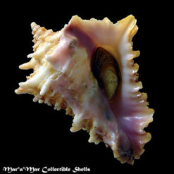 Vasum cassiforme (Kiener, 1841)