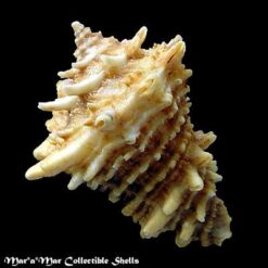 Vasum cassiforme (Kiener, 1841) - Imagem 2